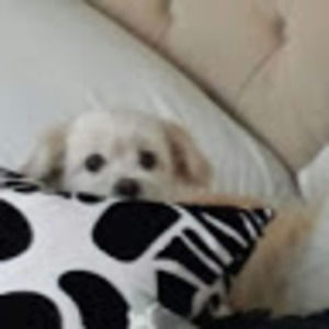 Meet your Posher, Crystal